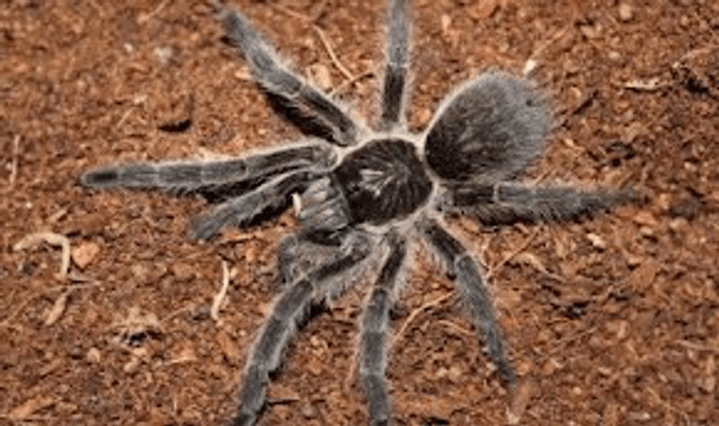 Harpactira baviana Hunn