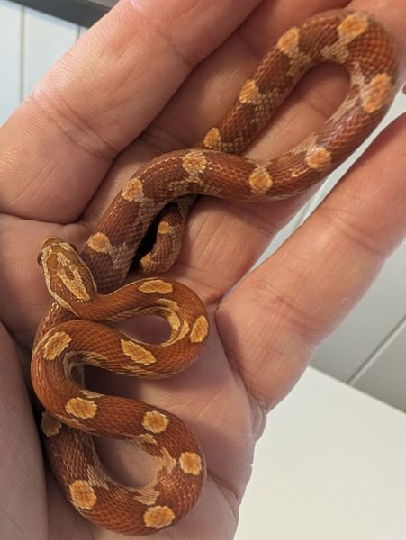 Kornsnok Hypo Motley 2025 