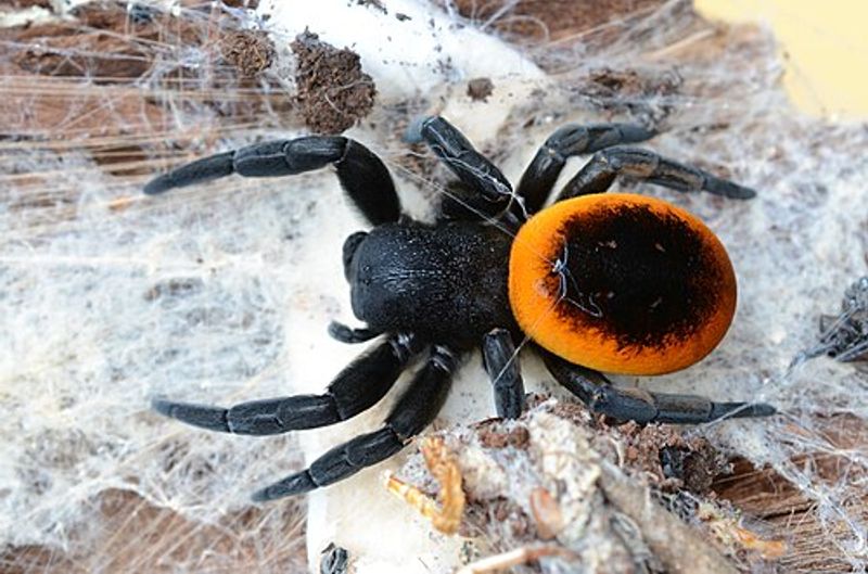 ERESUS WALCKENAERI «ORANSJE RING» (0,5 CM) ukjønnet