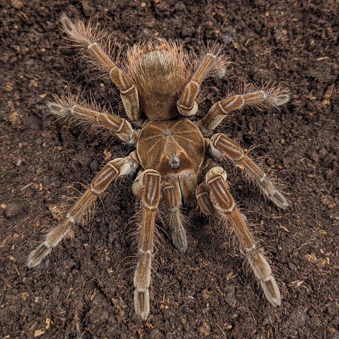 Hovedbilde Goliat Theraphosa blondi hunn ca 4cm