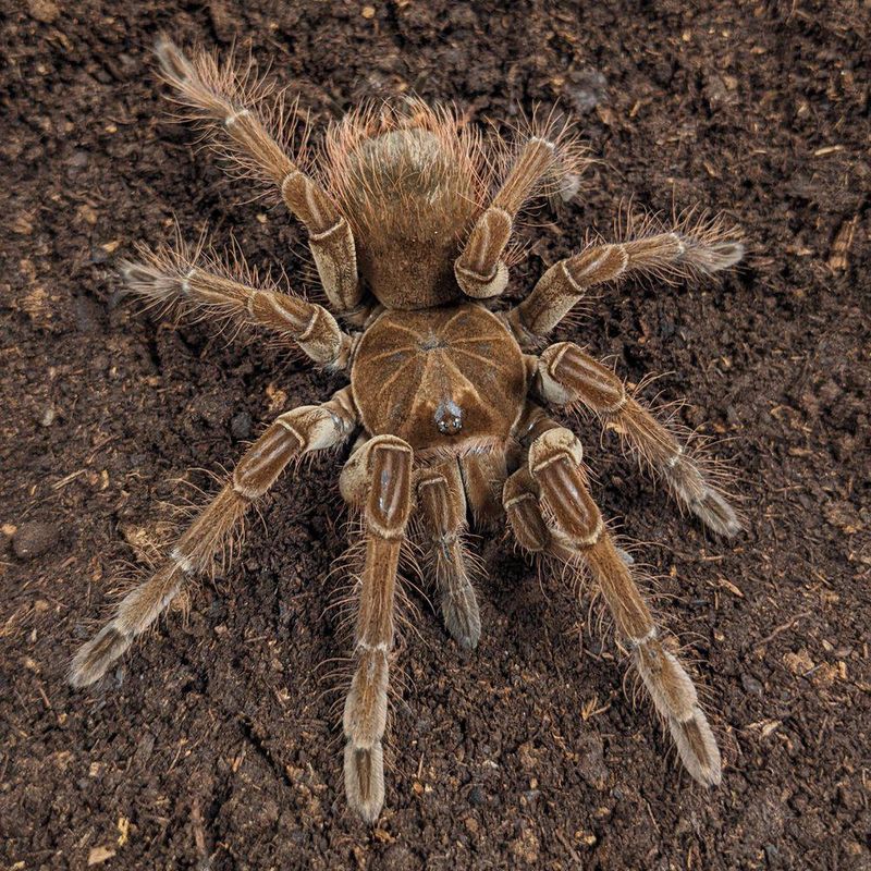Goliat Theraphosa blondi ukjønnet ca 4cm