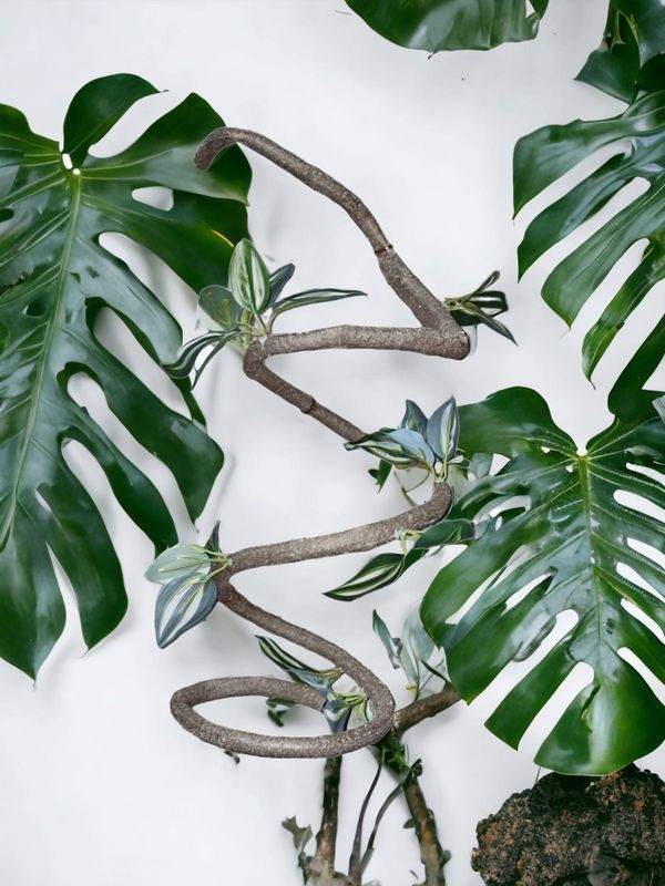 P2W Tradescantia vine dia. 6mm 180cm