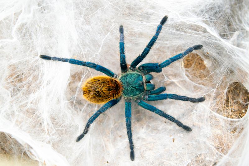 Chromatopelma Cyaneopubescens Hunn ( Green bottle blue)