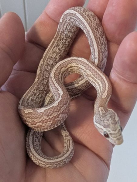 Kornsnok Ultramel Anery, Tessera 2025