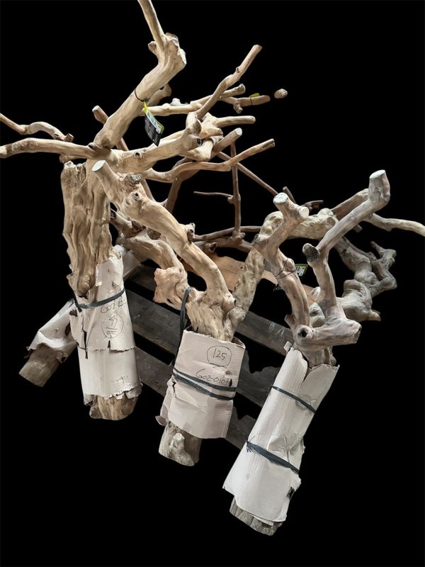 Java wood tree 60-80cm ( velg frakt Ekstra stort terrarie)